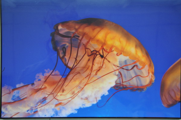 纲手的秘密免费观看全集